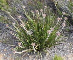 Dilatris corymbosa