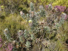Protea coronata