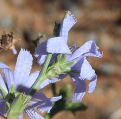 Cichorium intybus intybus