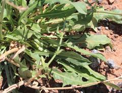 Cichorium intybus intybus
