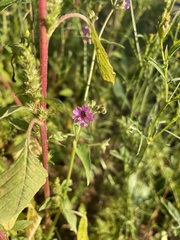 Mirabilis comata