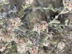 Helichrysum candolleanum