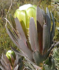 Protea coronata