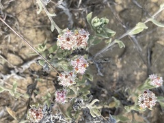 Helichrysum candolleanum