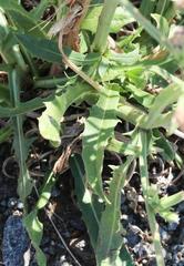 Cichorium intybus intybus