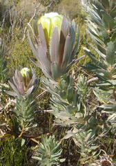 Protea coronata