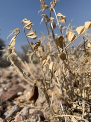 Astragalus salmonis