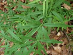 Galium aristatum