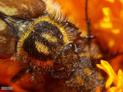 Lepithrix pseudolineata