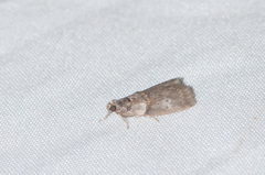 Acrobasis palliolella