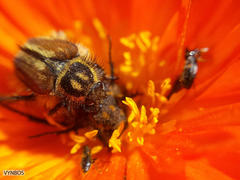 Lepithrix pseudolineata