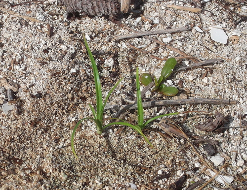 Cyperus pennatiformis observed 2011-10-18