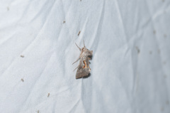 Autographa ampla