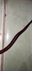 Lumbricidae