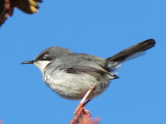 Apalis thoracica capensis