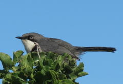 Apalis thoracica capensis