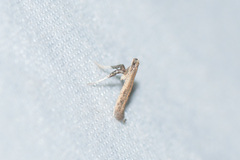 Caloptilia hypericella