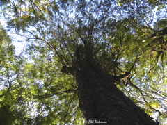 Saxegothaea conspicua