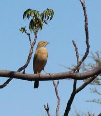 Emberiza impetuani
