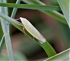 Draeculacephala robinsoni