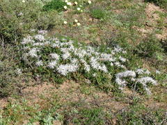 Vanzijlia annulata