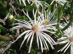 Vanzijlia annulata