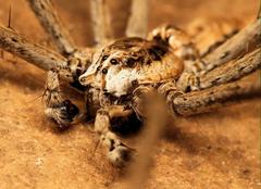 Euprosthenops