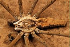 Euprosthenops