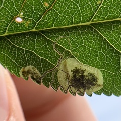 Stigmella plagicolella