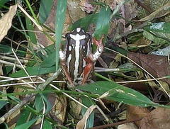 Hyperolius marmoratus marmoratus