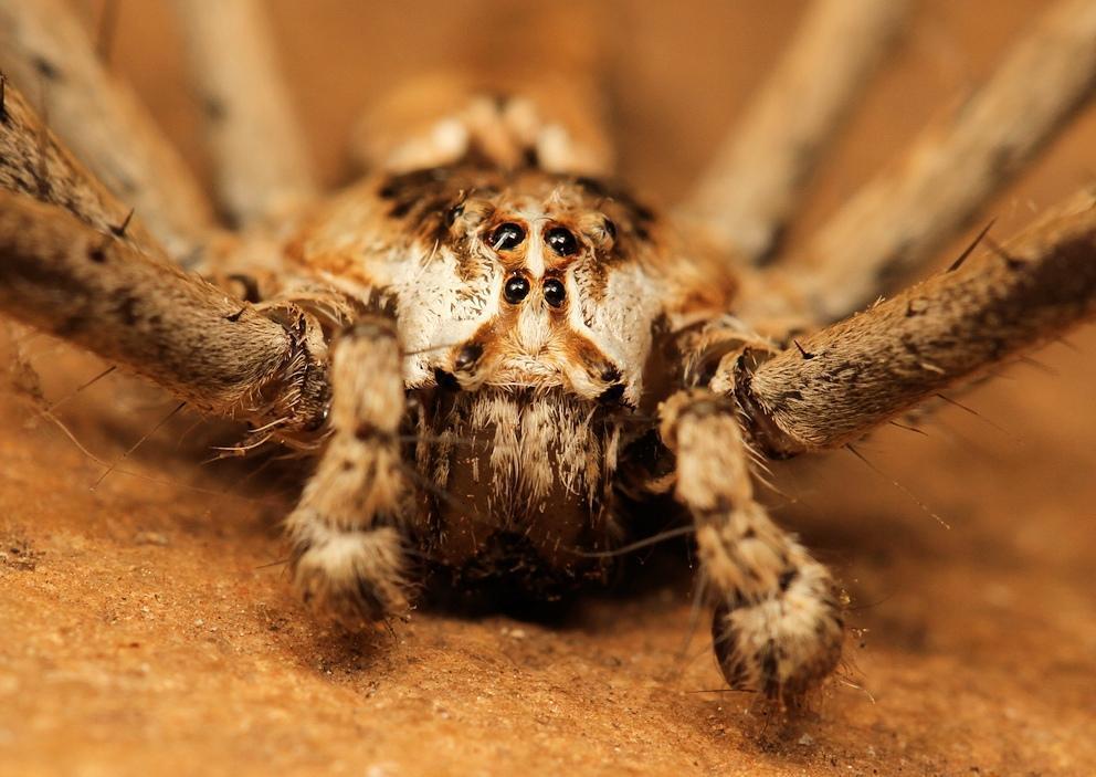 Nursery Web Spiders