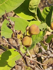 Davilla elliptica