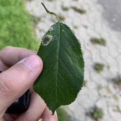 Stigmella plagicolella