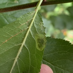 Stigmella plagicolella