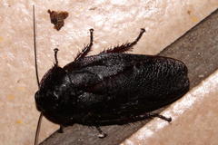 Perisphaerinae