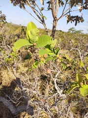 Davilla elliptica