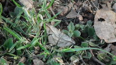 Chiasmia simplicilinea