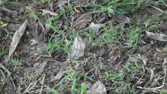 Chiasmia simplicilinea