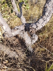 Davilla elliptica
