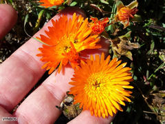 Lampranthus aureus