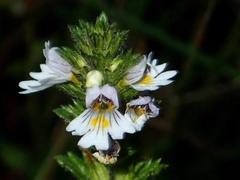 Euphrasia minima
