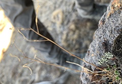 Boechera microphylla