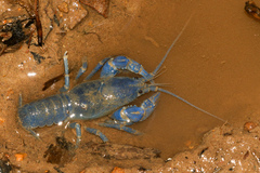 Cambarus fetzneri