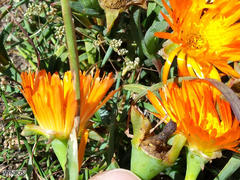 Lampranthus aureus
