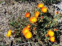 Lampranthus aureus
