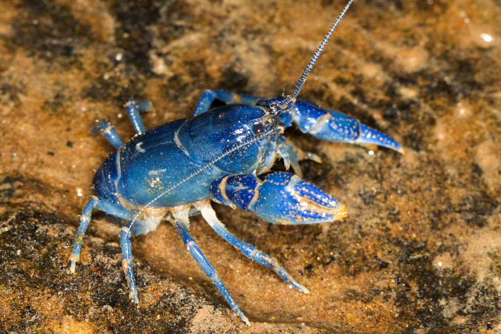Mudbug Side View Allegheny Mountain Mudbug from Randolph County, WV, USA on June 26 ...