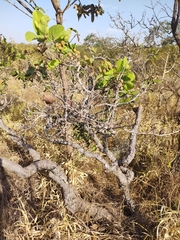 Davilla elliptica