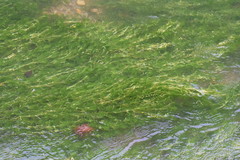 Ranunculus pseudofluitans