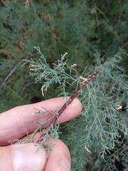 Tamarix