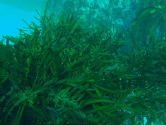 Anthophycus longifolius